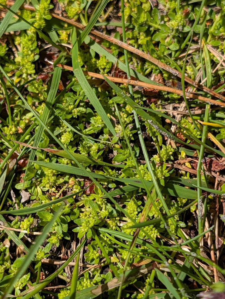 Herniaria Glabra