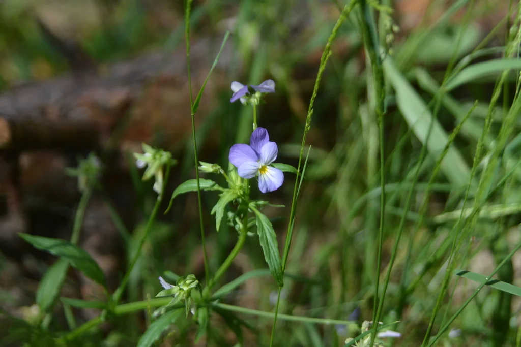 Viola Tricolor