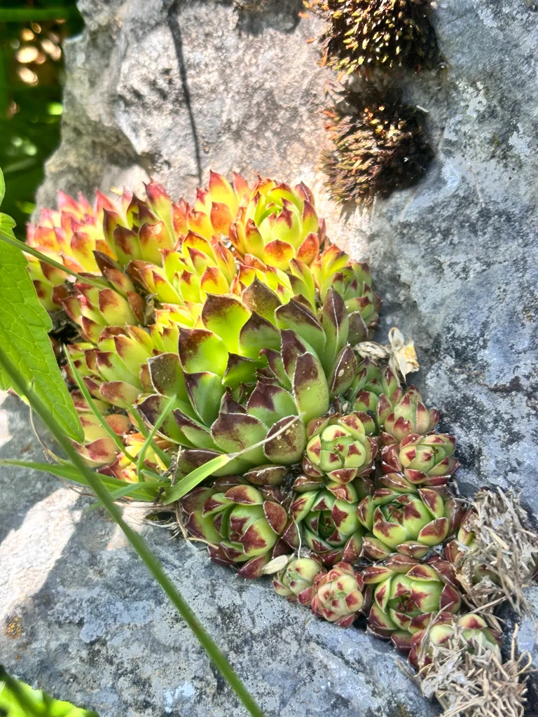 Sempervivum Tectorum