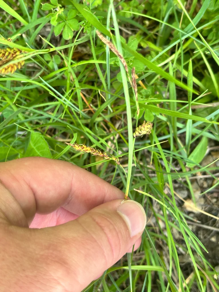 Carex Flacca