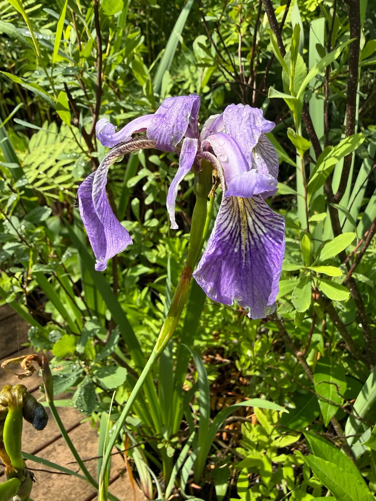 Iris Versicolor
