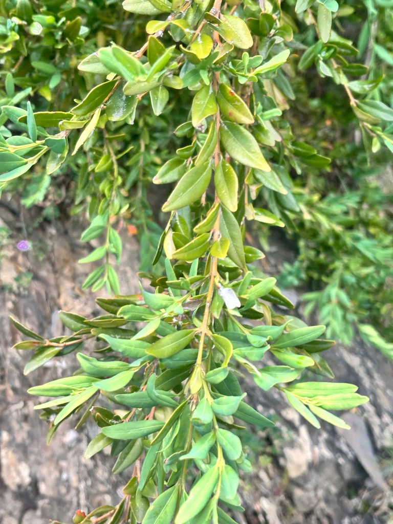 Buxus sempervirens