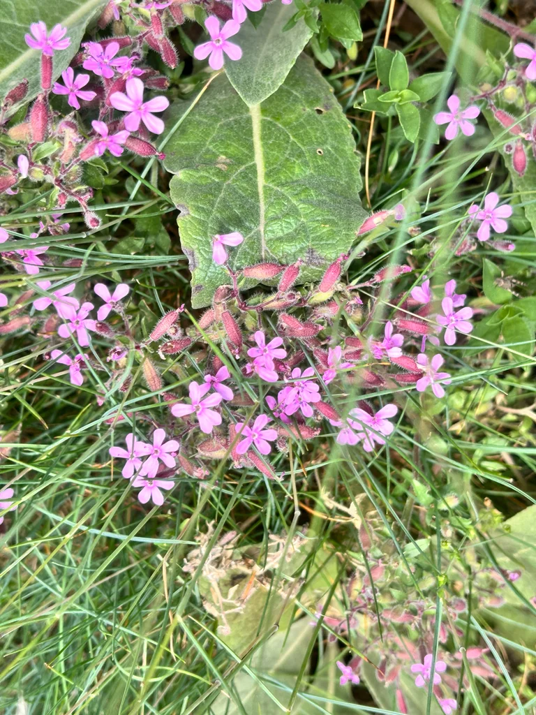 Saponaria Ocymoides