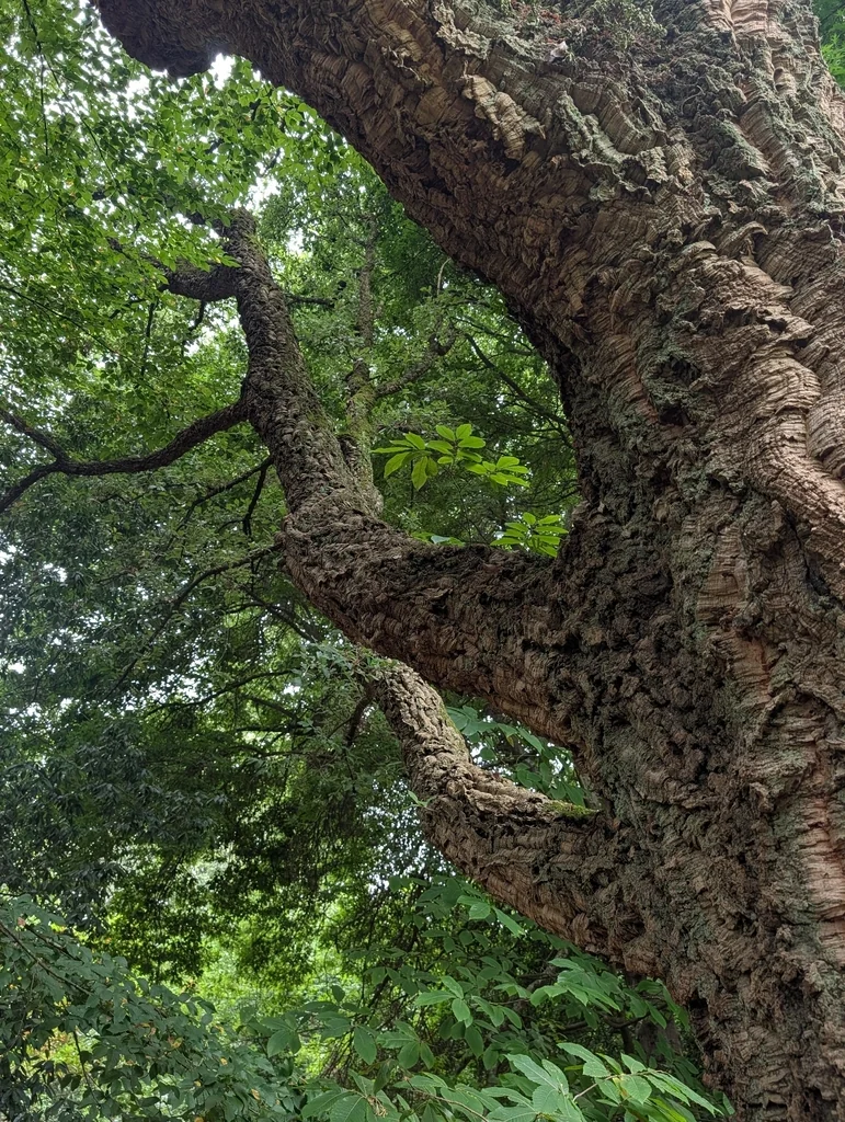 Quercus Suber