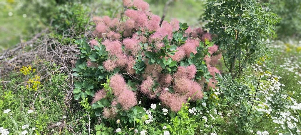 Cotinus coggygria