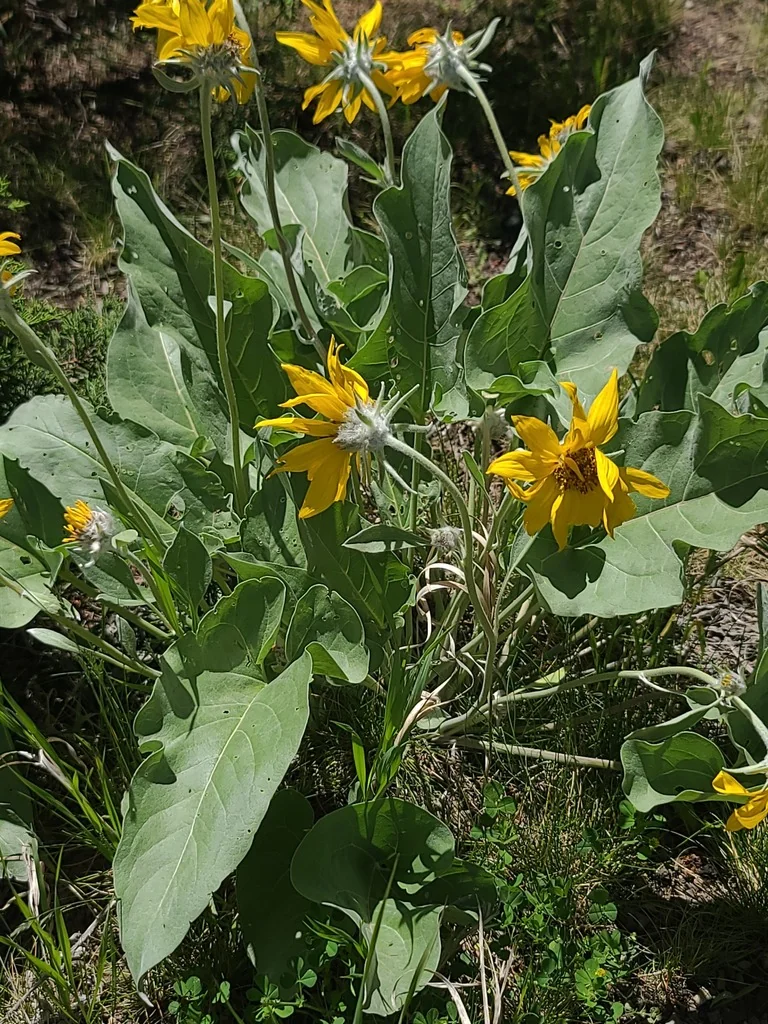 Balsamorhiza Sagittata