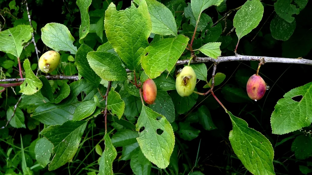 Prunus Domestica