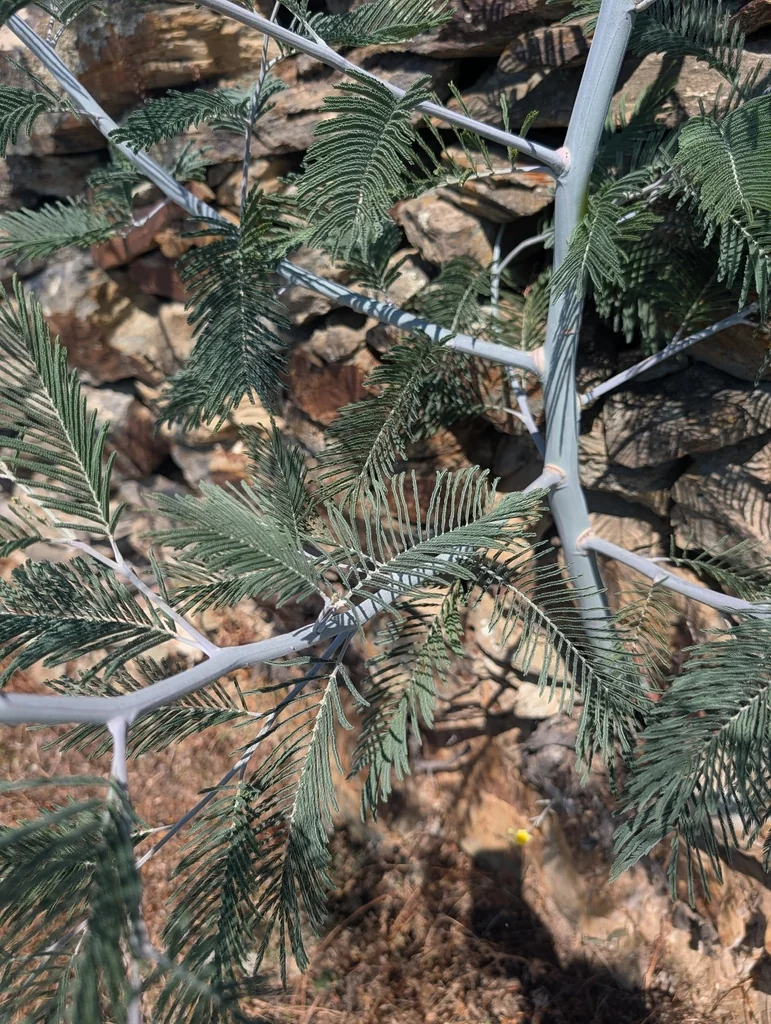 Acacia Dealbata