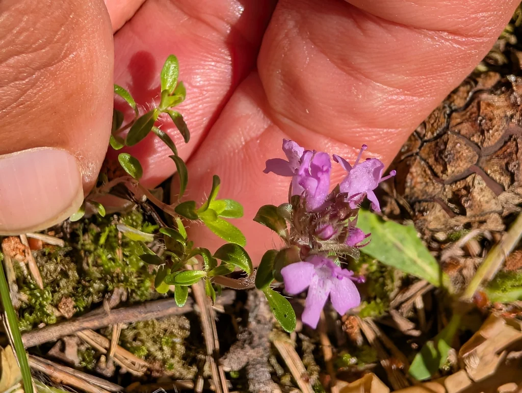 Thymus Serpyllum