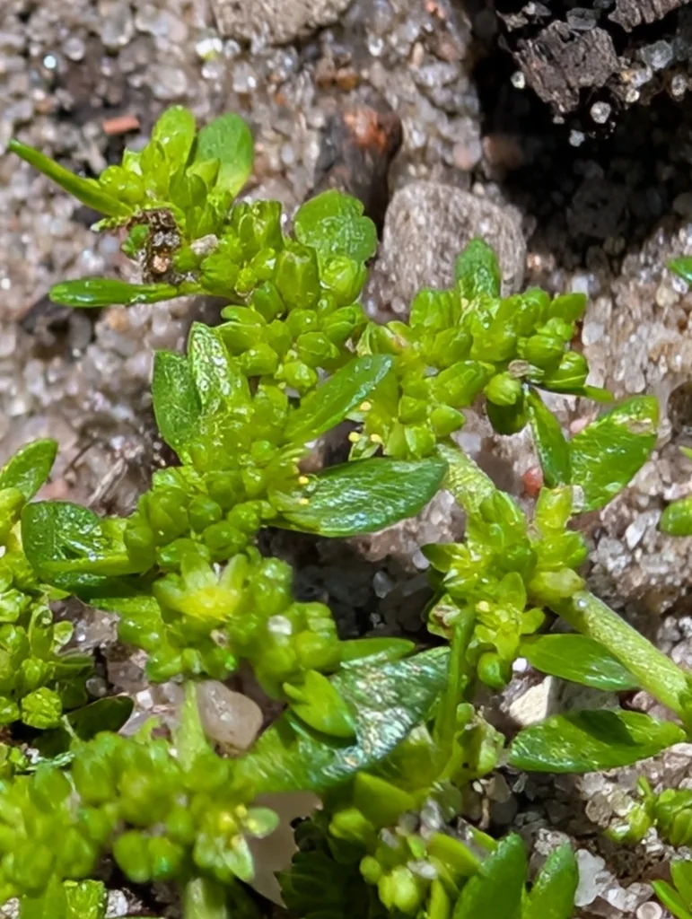 Herniaria Glabra