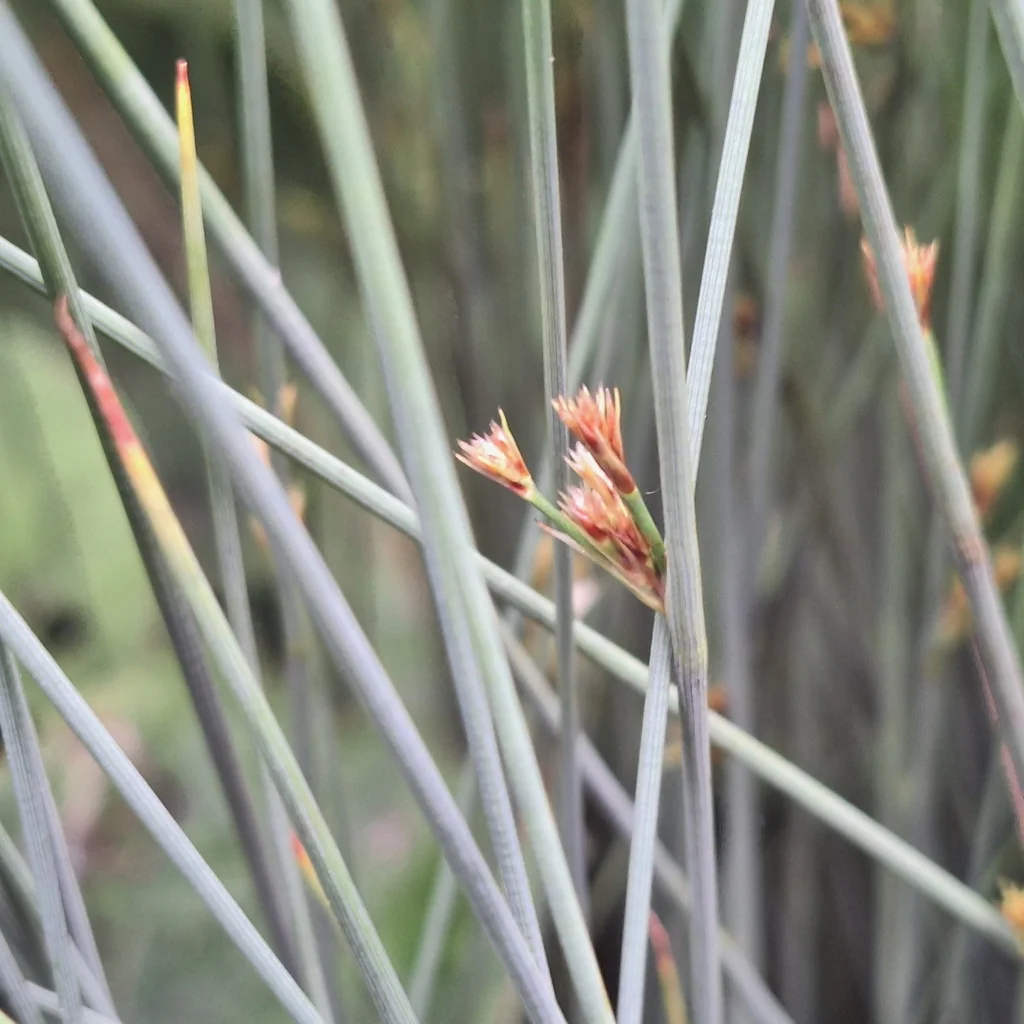 Juncus inflexus