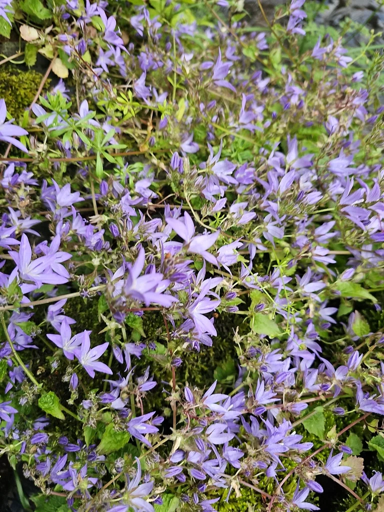 Campanula Poscharskyana