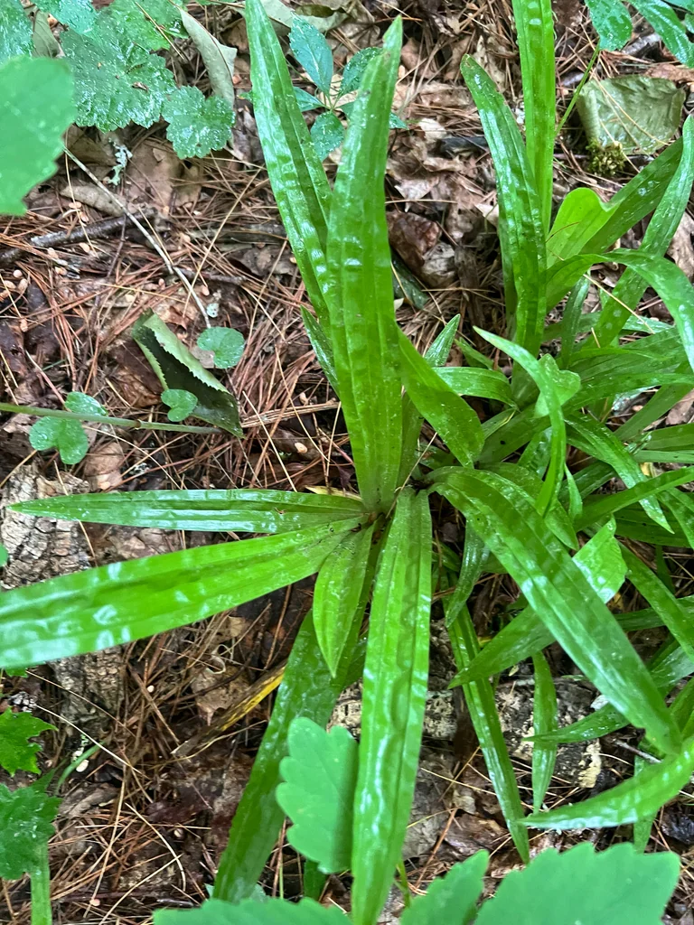 Carex plantaginea