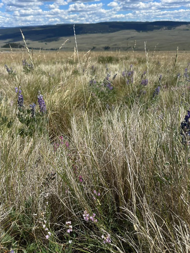Pseudoroegneria Spicata