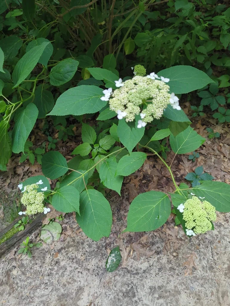 Hydrangea arborescens