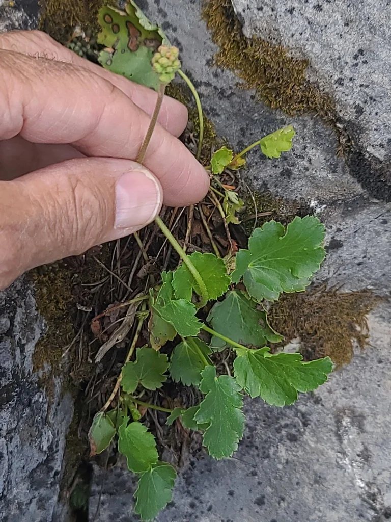 Heuchera Cylindrica