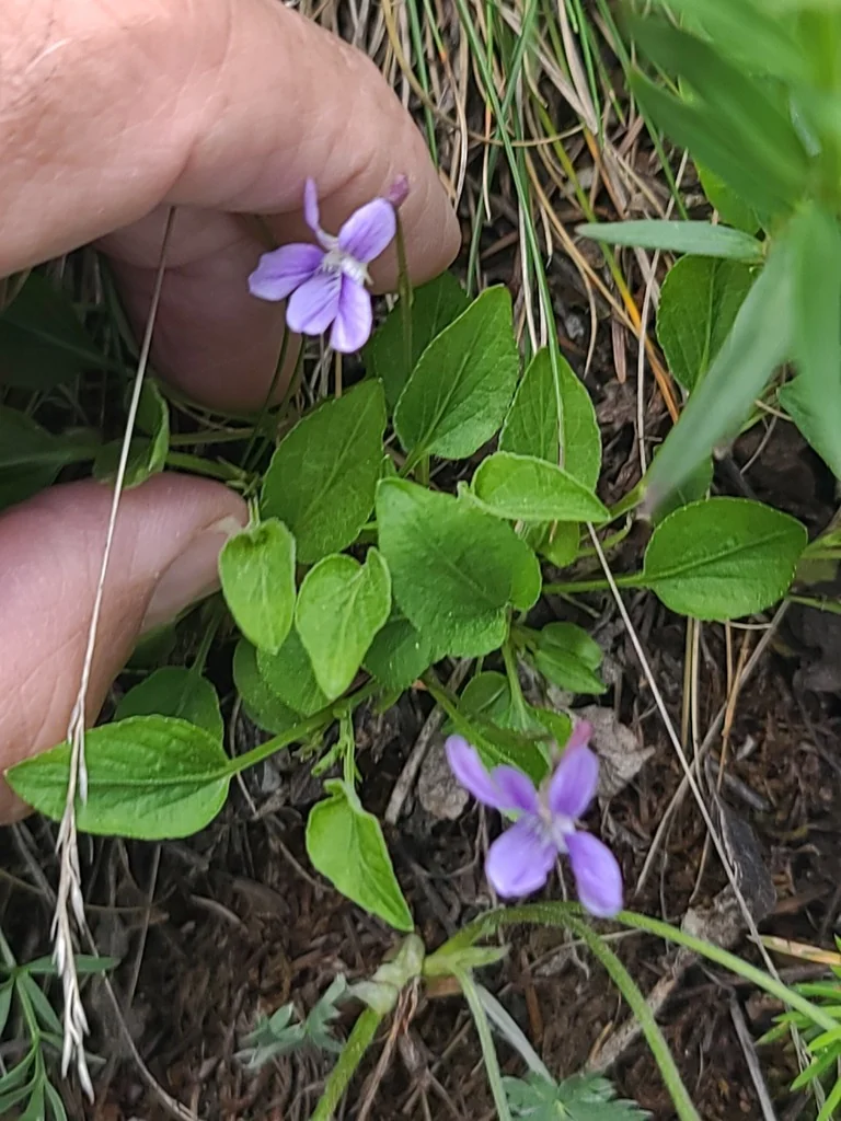 Viola Adunca