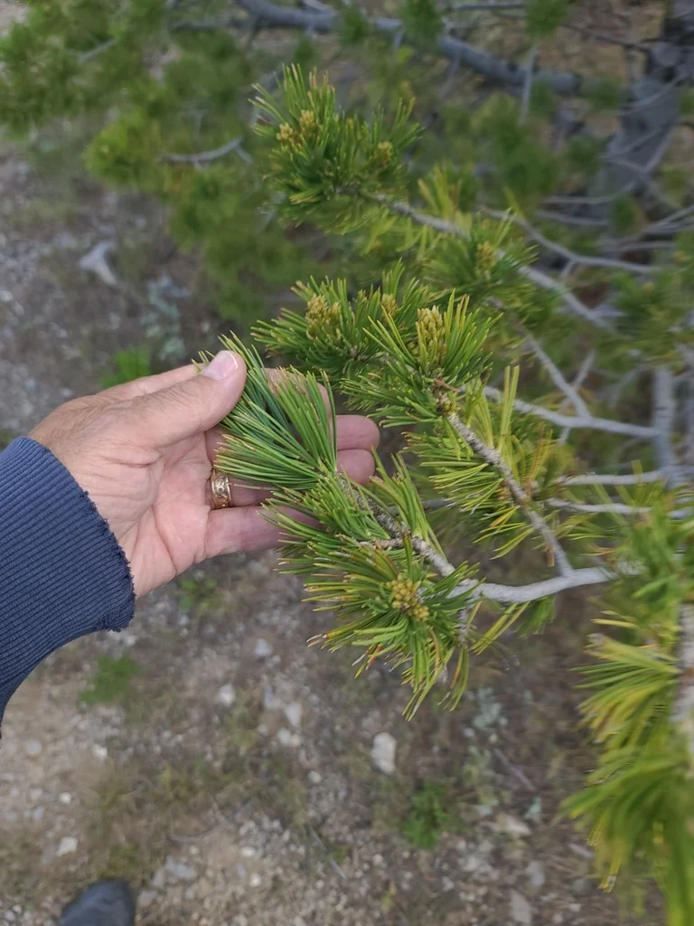 Pinus Flexilis