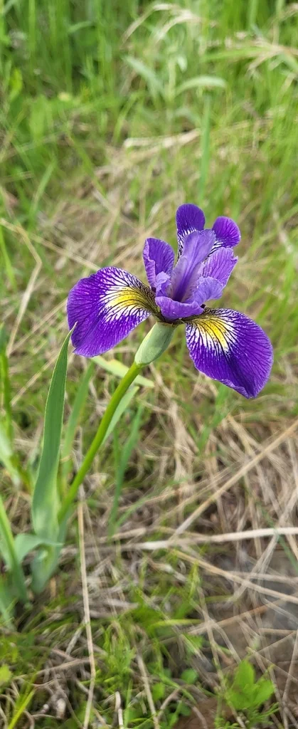 Iris Versicolor