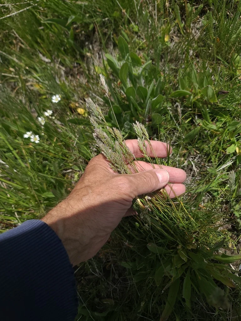 Koeleria Macrantha