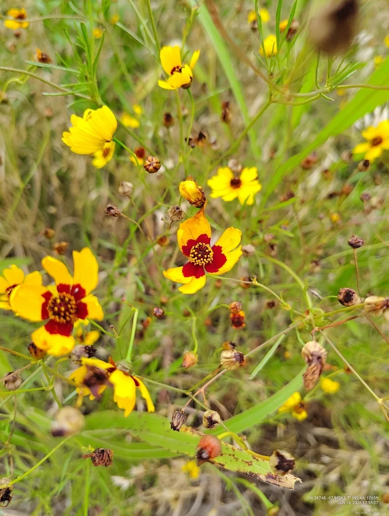 Coreopsis Tinctoria