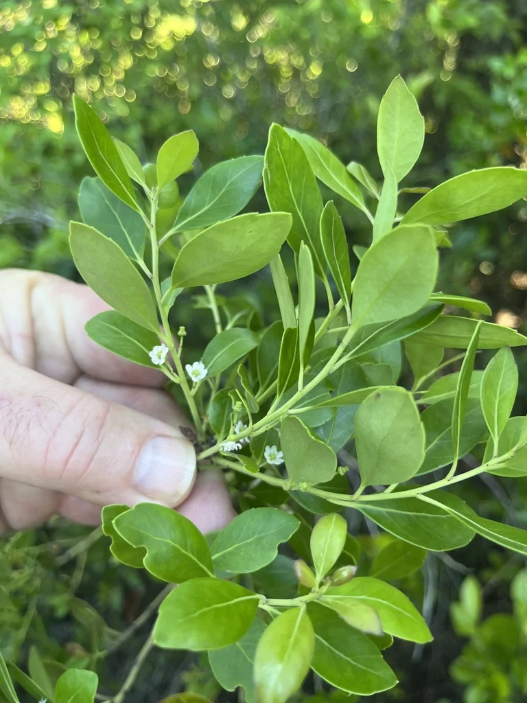Ilex glabra
