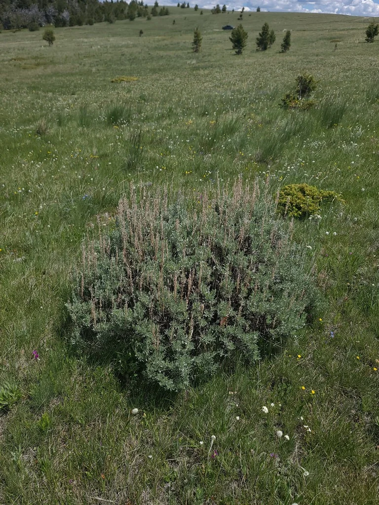 Artemisia Tridentata