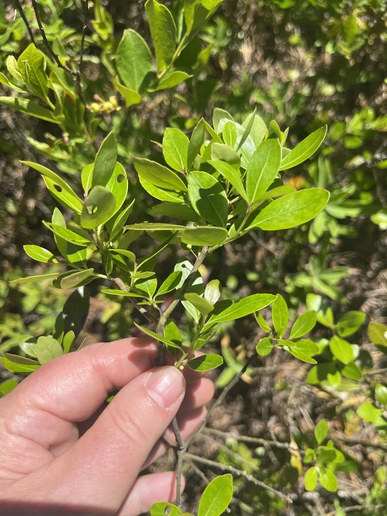 Ilex glabra