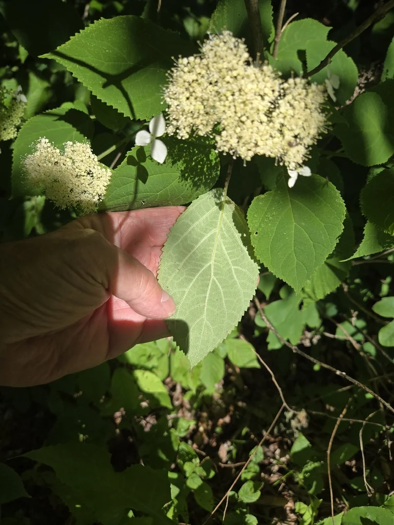 Hydrangea arborescens