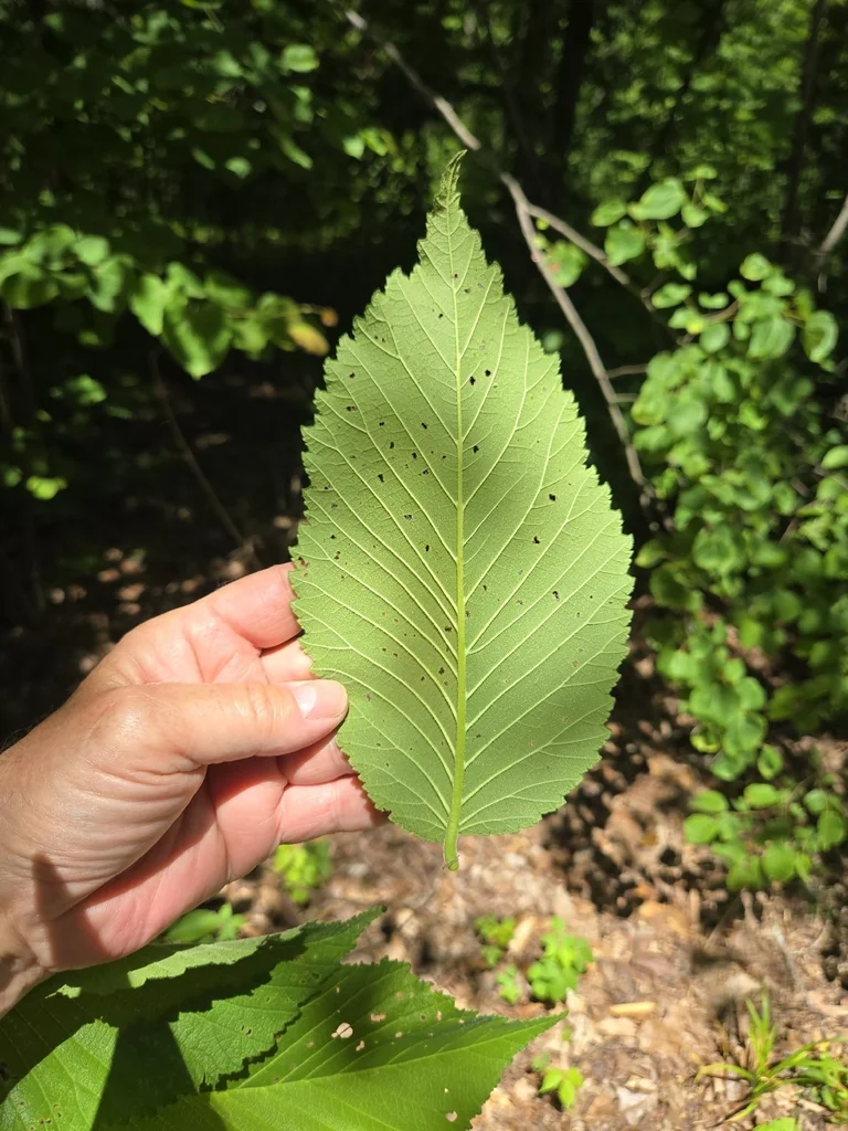 Ulmus Rubra