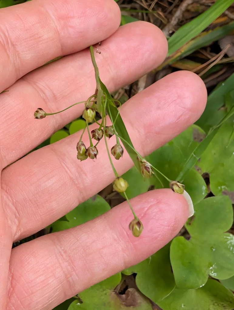 Luzula Pilosa