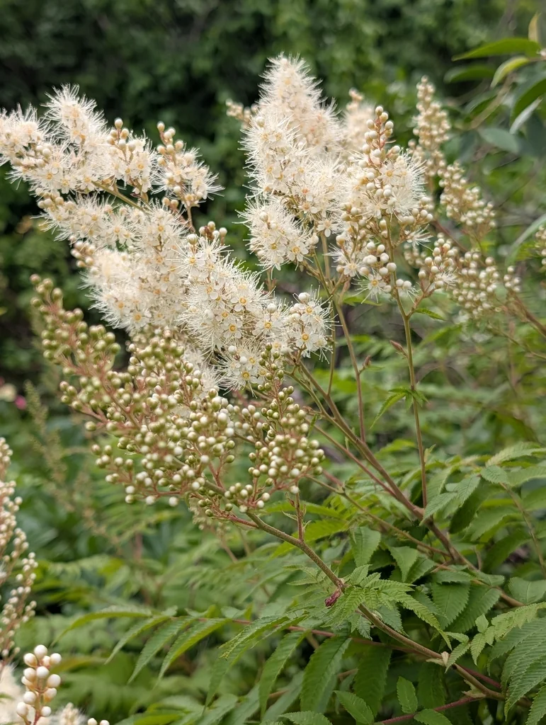 Sorbaria Sorbifolia
