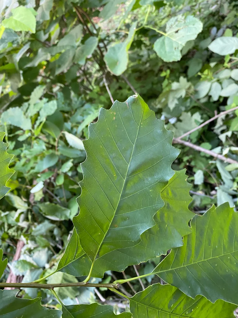 Quercus Muehlenbergii