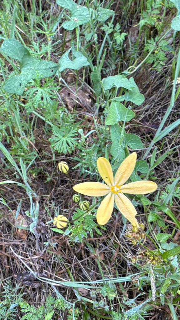 Triteleia Ixioides