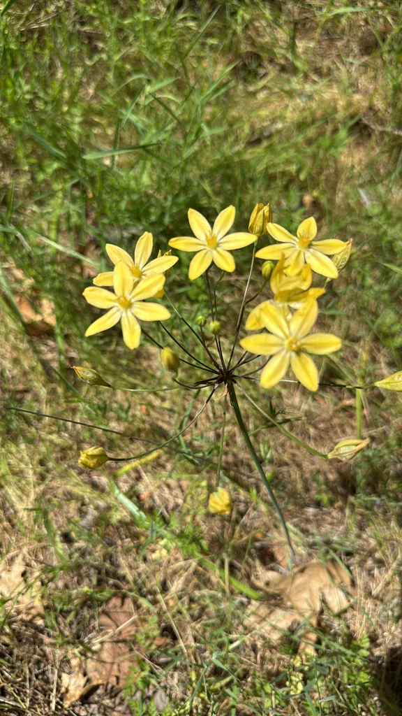 Triteleia Ixioides