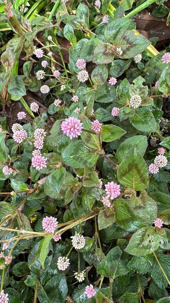 Persicaria Capitata