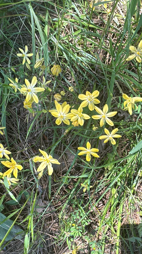Triteleia Ixioides