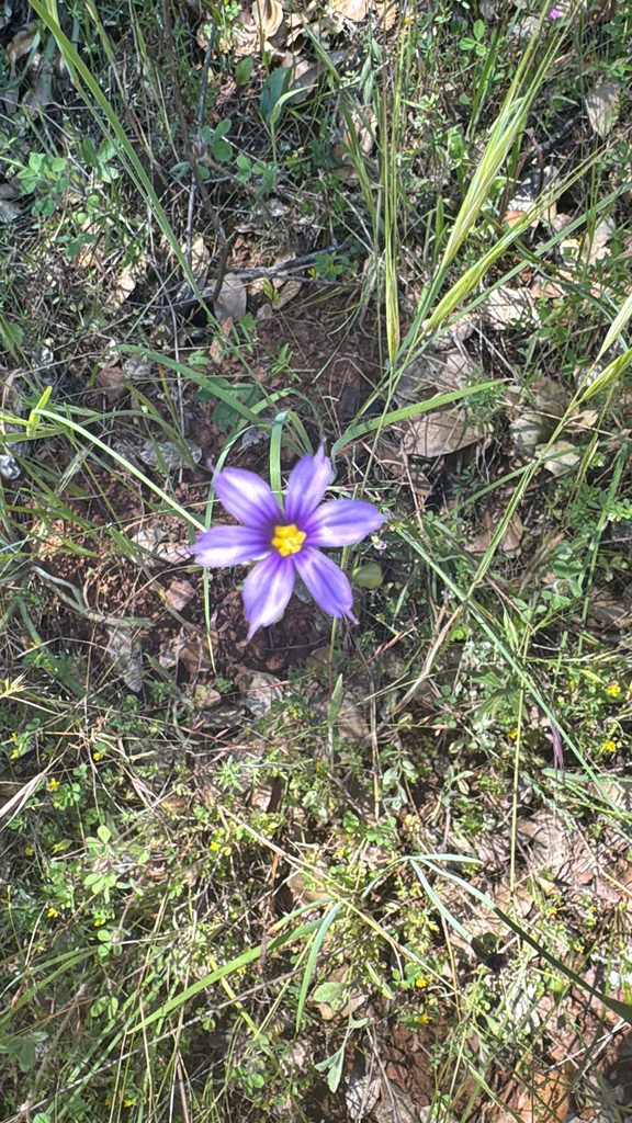 Sisyrinchium Bellum