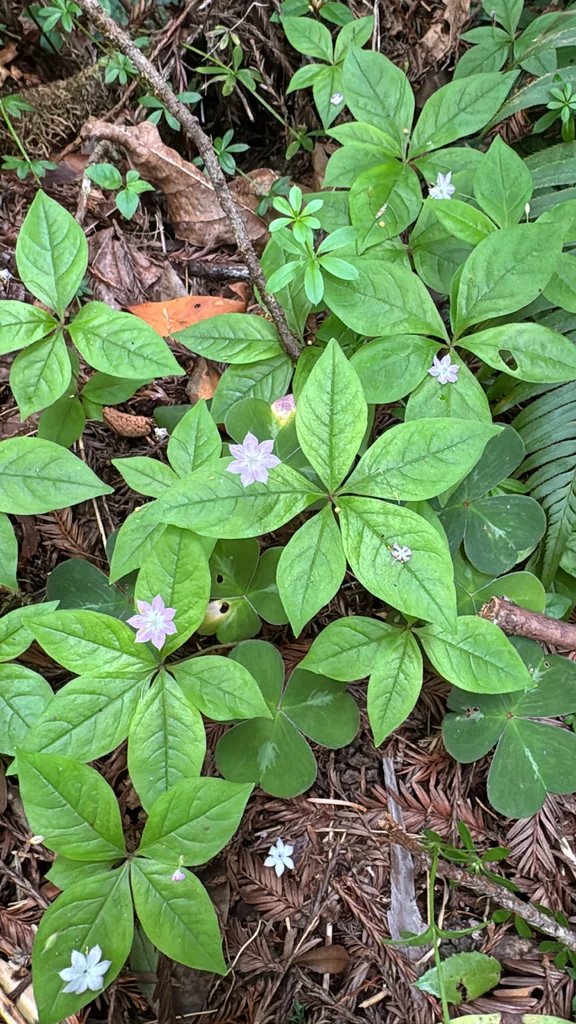 Trientalis Latifolia