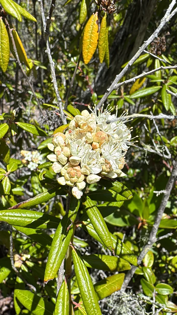 Rhododendron Columbianum