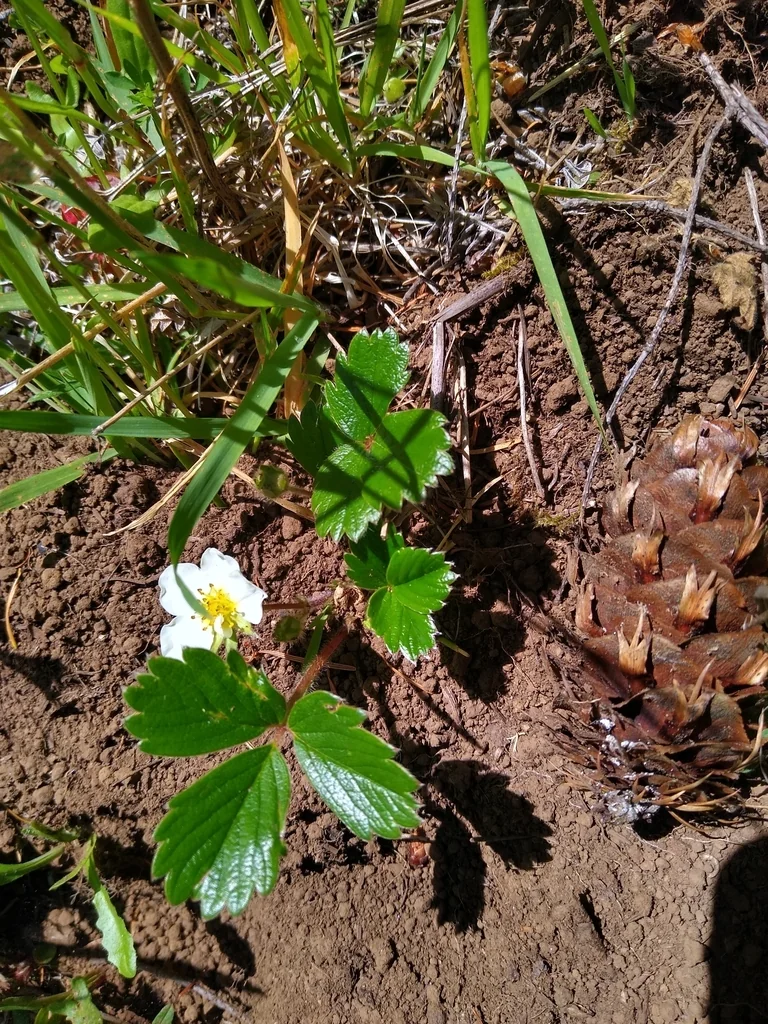 Fragaria chiloensis