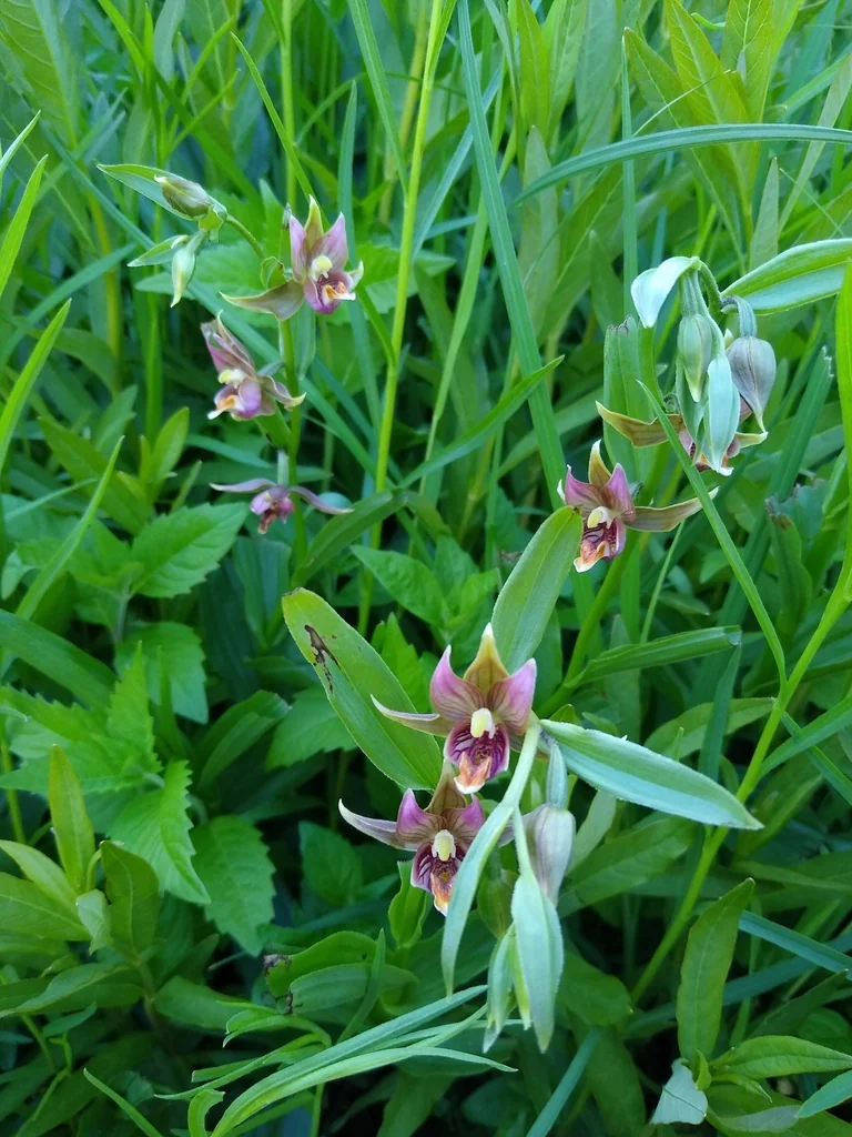 Epipactis Gigantea
