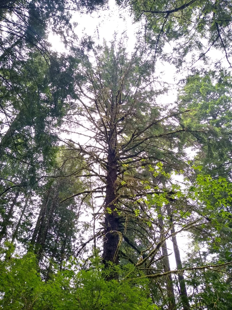 Picea Sitchensis