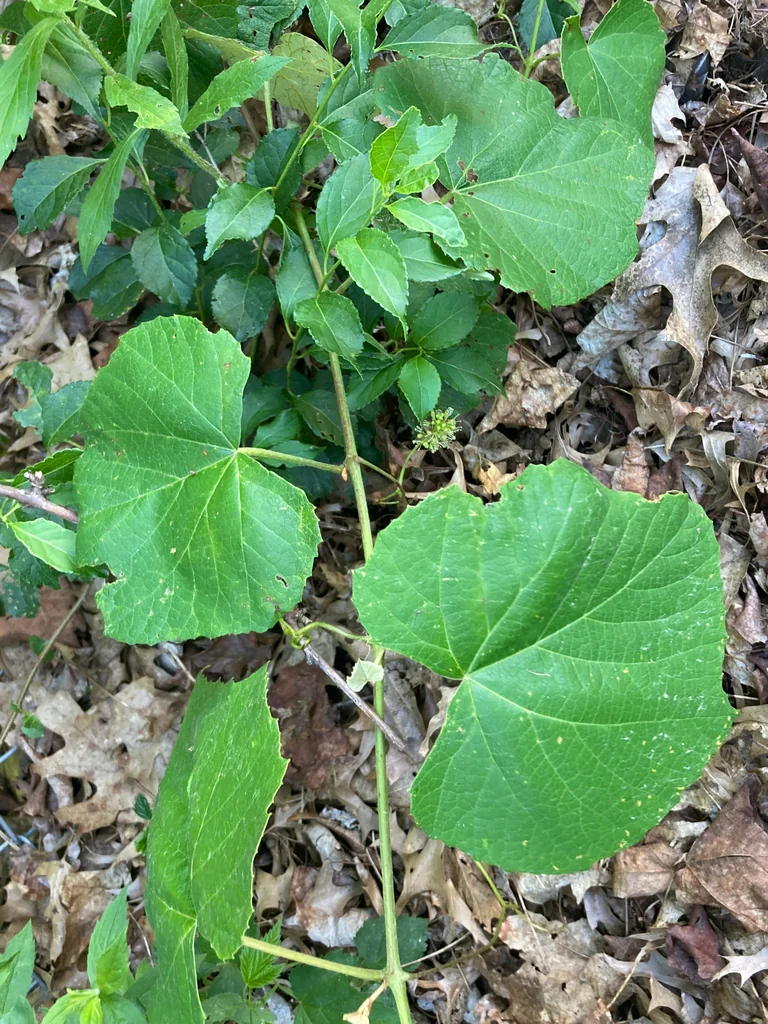 Vitis Labrusca