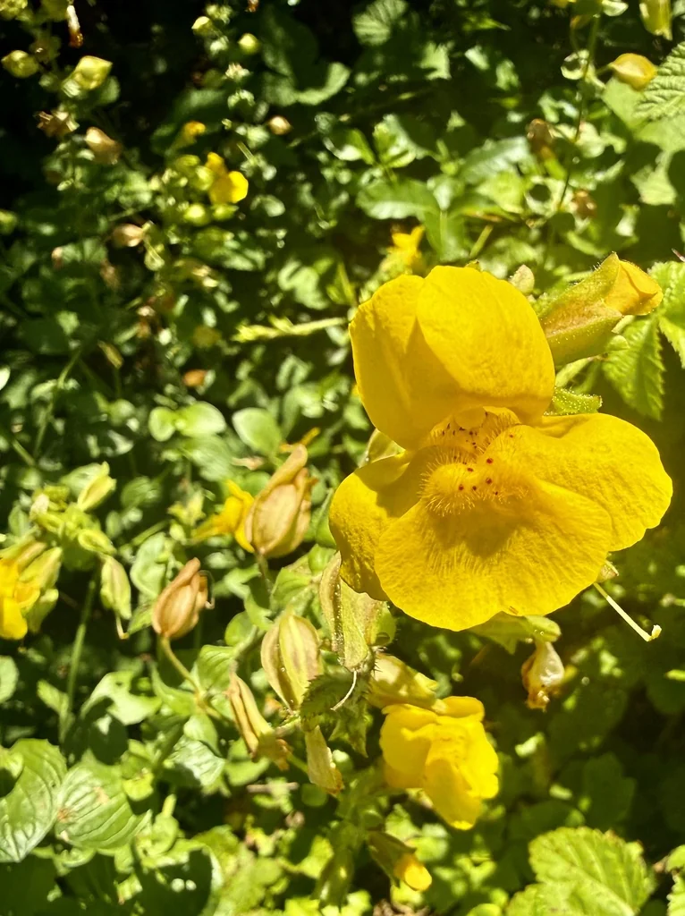 Mimulus Guttatus