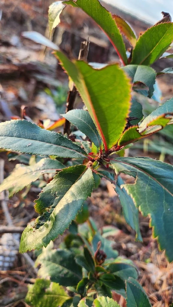 Arbutus Unedo