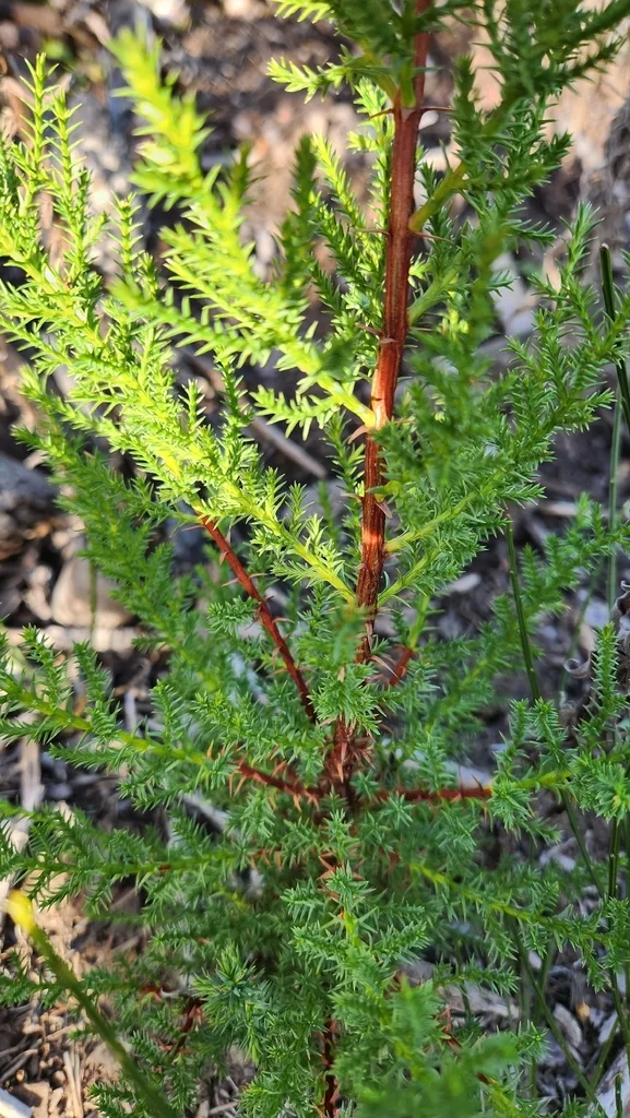 Cupressus Macrocarpa