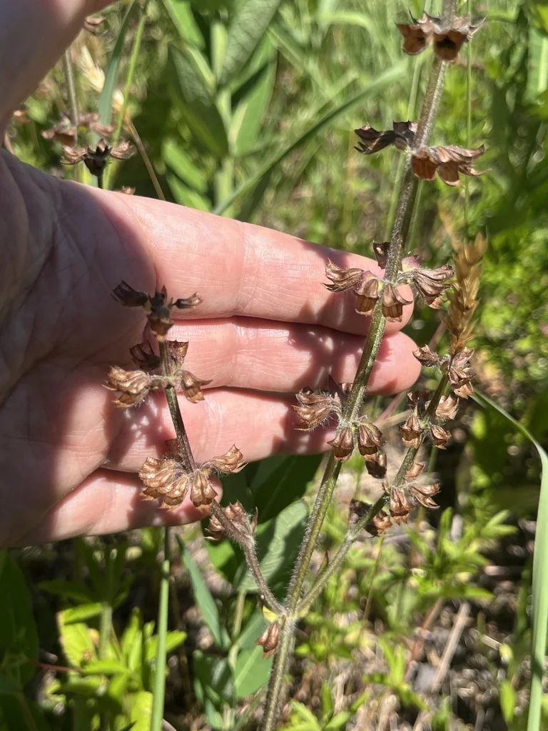 Salvia Lyrata