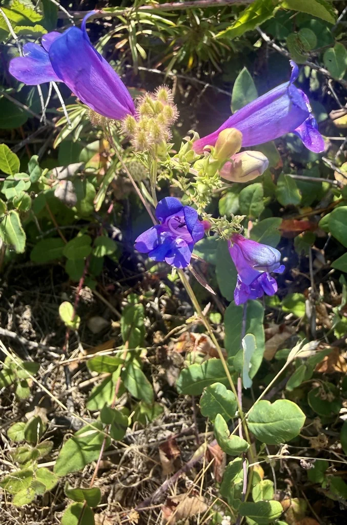 Penstemon Heterophyllus