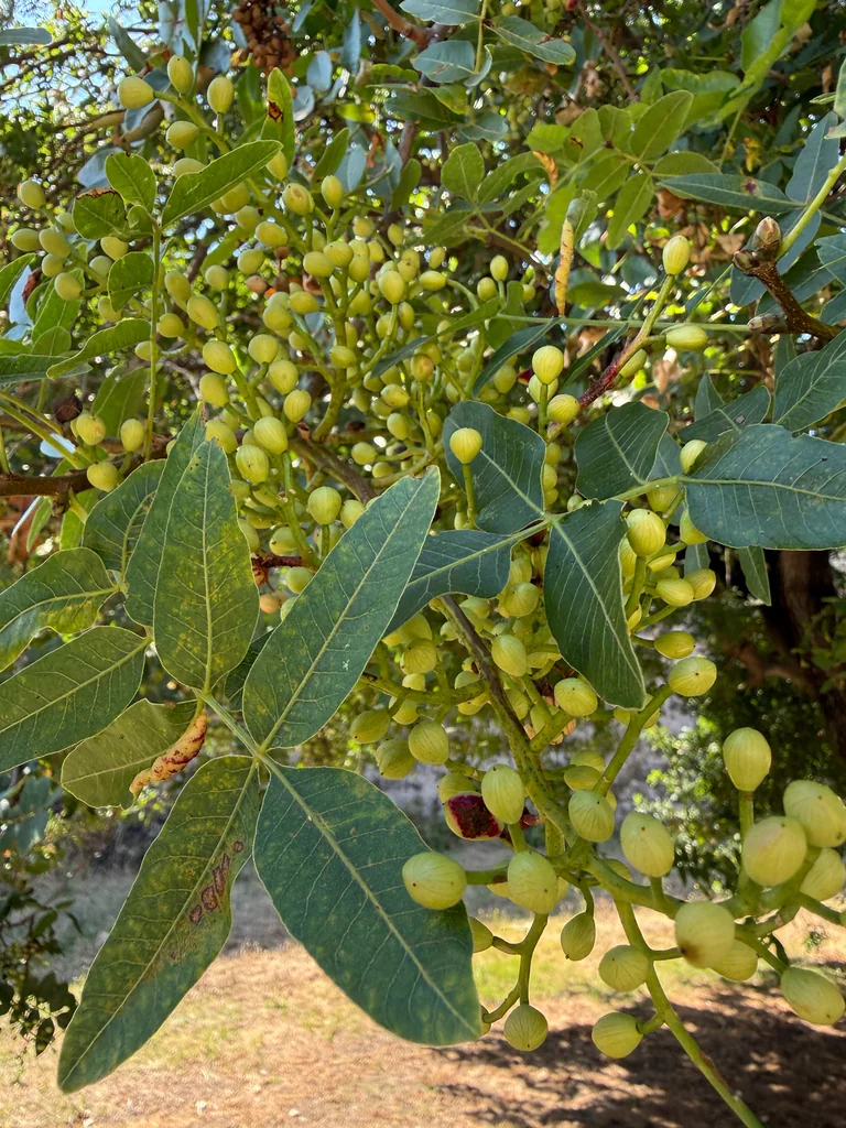 Pistacia Atlantica